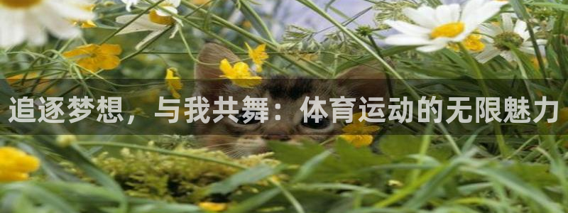 3377体育官网下载平台是正规平台吗知乎：追逐梦想，与我共舞