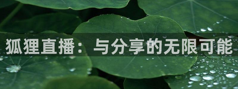 雨燕nba直播